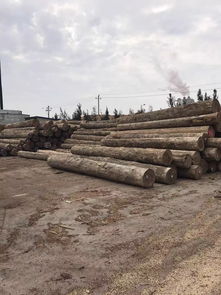 福建璞瀚木材加工园 质量是品质的保证,欢迎前来考察